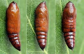 Attēlu rezultāti vaicājumam “Protoschinia scutosa”