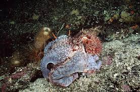 Image result for Enteroctopus dofleini