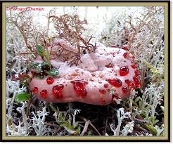 Attēlu rezultāti vaicājumam “Hydnellum ferrugineum”