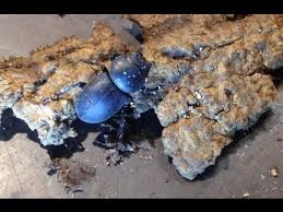 Attēlu rezultāti vaicājumam “Dorcus parallelopipedus”