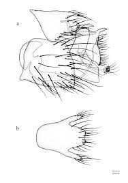 Attēlu rezultāti vaicājumam “Empis sp.”