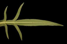 Attēlu rezultāti vaicājumam “Knautia arvensis leaf”