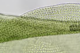 Attēlu rezultāti vaicājumam “Aulacomnium androgynum”