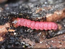 Attēlu rezultāti vaicājumam “Bilimbia tetramera”