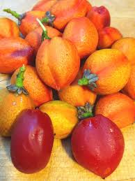 Attēlu rezultāti vaicājumam “Potentilla argentea fruit”