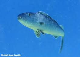 Image result for Aprion virescens