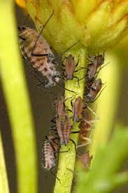 Attēlu rezultāti vaicājumam “Macrosiphoniella millefolii”