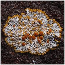 Attēlu rezultāti vaicājumam “Licea pusilla sessile”