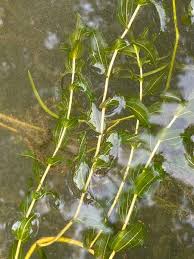 Attēlu rezultāti vaicājumam “Potamogeton perfoliatus fruit”