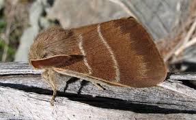 Attēlu rezultāti vaicājumam “Macrothylacia rubi”