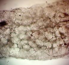 Attēlu rezultāti vaicājumam “Stemonitopsis amoena stalked”