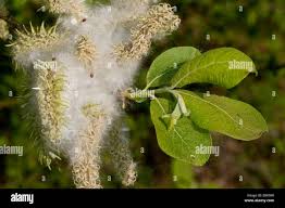 Attēlu rezultāti vaicājumam “Salix caprea fruit”