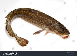 Image result for Lota lota