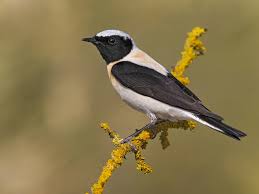 Image result for Oenanthe hispanica