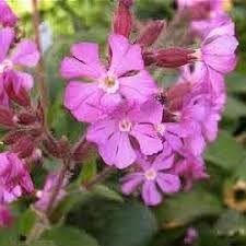Image result for Silene dioica