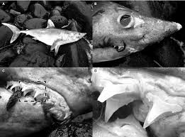 Image result for Lamna nasus