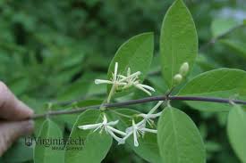 Attēlu rezultāti vaicājumam “Lonicera tatarica bud”