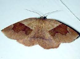 Attēlu rezultāti vaicājumam “Plagodis pulveraria”