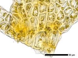 Attēlu rezultāti vaicājumam “Kurzia pauciflora”