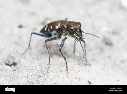 Attēlu rezultāti vaicājumam “Cicindela sylvatica”