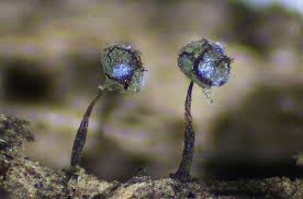 Attēlu rezultāti vaicājumam “Physarum flavicomum macro”