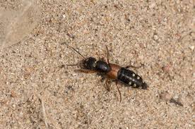 Billedresultat for rovbille