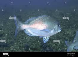 Image result for Pachymetopon grande