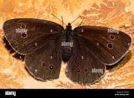 Attēlu rezultāti vaicājumam “Aphantopus hyperantus upperside”