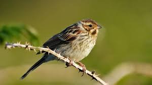 Attēlu rezultāti vaicājumam “Emberiza schoeniclus”