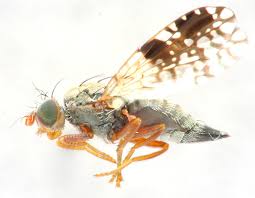 Attēlu rezultāti vaicājumam “Tephritidae”