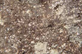 Attēlu rezultāti vaicājumam “Lecanactis abietina”