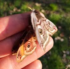 Attēlu rezultāti vaicājumam “Saturnia pavonia eggs”