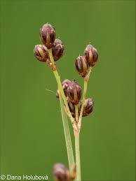 Attēlu rezultāti vaicājumam “Juncus compressus”