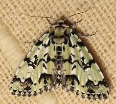 Attēlu rezultāti vaicājumam “Moma alpium”