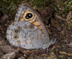 Attēlu rezultāti vaicājumam “Lasiommata maera underside”