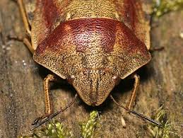 Attēlu rezultāti vaicājumam “Eurygaster testudinaria”