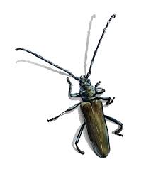 Attēlu rezultāti vaicājumam “Aromia moschata”