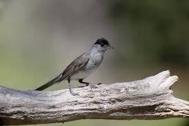 Attēlu rezultāti vaicājumam “Sylvia atricapilla”