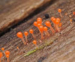 Attēlu rezultāti vaicājumam “Heterotrichia insignis (syn. Arcyria insignis) macro”