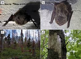 Attēlu rezultāti vaicājumam “Barbastella barbastellus”