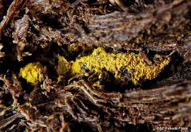 Attēlu rezultāti vaicājumam “Hemitrichia decipiens macro”