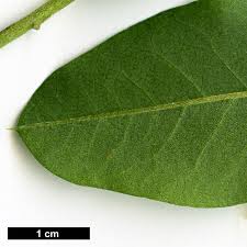 Attēlu rezultāti vaicājumam “Laburnum anagyroides leaf”