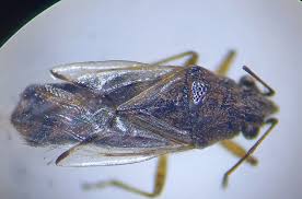 Attēlu rezultāti vaicājumam “Closterotomus biclavatus nymph”