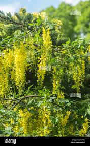 Attēlu rezultāti vaicājumam “Laburnum alpinum flower”