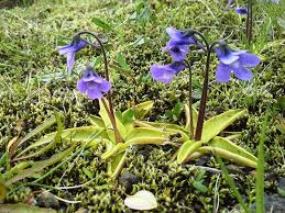 Attēlu rezultāti vaicājumam “Pinguicula vulgaris”