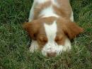 Brittany Dog Breeds Top Dog Directory