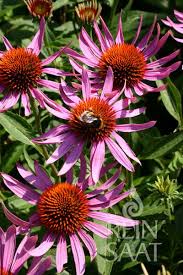 Image result for roter Sonnenhut