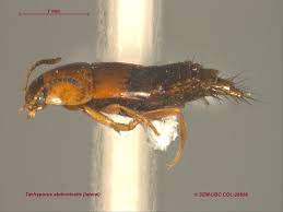 Attēlu rezultāti vaicājumam “Tachyporus sp.”