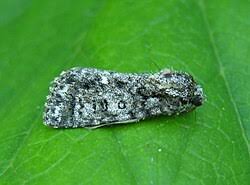 Attēlu rezultāti vaicājumam “Acronicta megacephala larva”