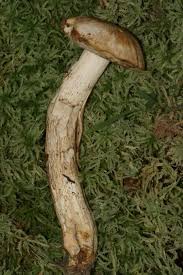 Attēlu rezultāti vaicājumam “Lignydium muscorum macro”